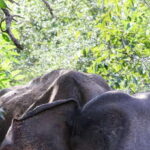 Udawalawe Safari | PRIVATE TOUR - Exploring the Udawalawe Safari Experience