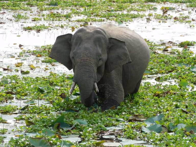 Udawalawe Safari Tour from Hambantota Port (Shore Excursion) - Final Thoughts on the Udawalawe Safari Tour