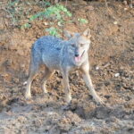 Udawalawe Safari Tour With Baby Elephants From Hambantota Port - Who Would Love This Tour?