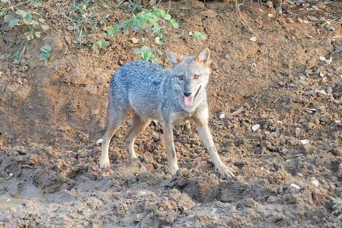 Udawalawe Safari Tour With Baby Elephants From Hambantota Port - Who Would Love This Tour?