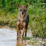Udawalawe : Udawalawa National Park Half day Safari Tour - Summing It Up: Why This Safari Is a Solid Choice