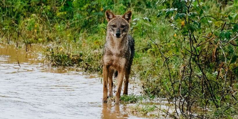 Udawalawe : Udawalawa National Park Half day Safari Tour - Summing It Up: Why This Safari Is a Solid Choice