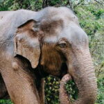 Udawalawe Wild Safari Tours | 10 Hours Safari - Why We Think This Tour Offers Great Value