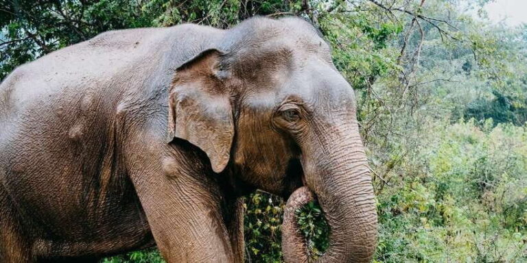 Udawalawe Wild Safari Tours | 10 Hours Safari - Why We Think This Tour Offers Great Value