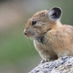 Uinta Mountains Birding and Nature Expedition - FAQ