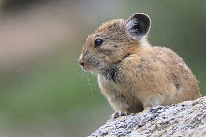 Uinta Mountains Birding and Nature Expedition - FAQ