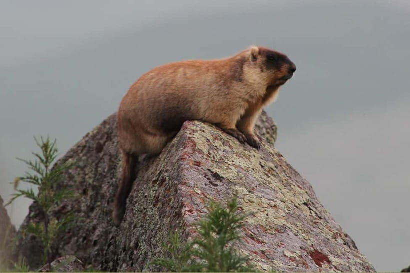 Ulaanbaatar: Mongol Nomadic Show & Wild Horse Watching Day - Exploring Mongolia’s Nomadic Heritage