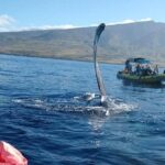 Ultimate 2 Hour Exclusive VIP Whale Watch Tour - Final Thoughts: Is This Tour Right for You?