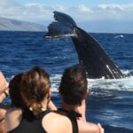 Ultimate 2 Hr Exclusive VIP Whale Watch Tour from Kaanapali Beach - Quick Overview: What to Expect from the Ultimate 2-Hour VIP Whale Watch Tour