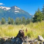 Ultimate Anchorage Summer Wildlife Tour - The Experience of a Small Group