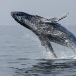 Ultimate Juneau Whale Watch Plus Mendenhall Glacier Photo Stop - Authentic Feedback from Travelers