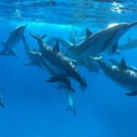 Ultimate Ocean Encounters Midday Snorkel - Final Thoughts: Who is this tour for?