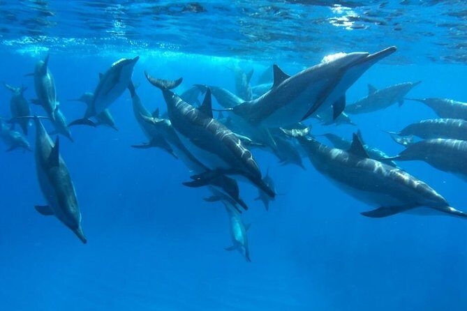 Ultimate Ocean Encounters Midday Snorkel - Final Thoughts: Who is this tour for?