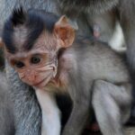 Uluwatu Temple Tour With Eat Pray and Love (EFL) Beach Visit - Practical Details and What to Expect