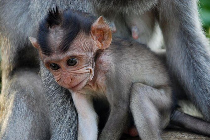 Uluwatu Temple Tour With Eat Pray and Love (EFL) Beach Visit - Practical Details and What to Expect
