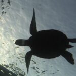 Underwater Scooter Dive (Certified Divers Only) Makena Wailea - Authentic Marine Encounters and Stunning Views