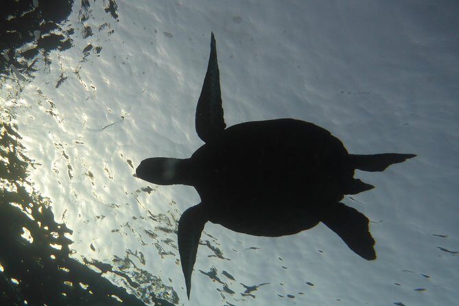 Underwater Scooter Dive (Certified Divers Only) Makena Wailea - Authentic Marine Encounters and Stunning Views