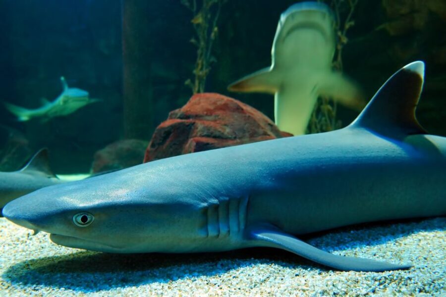 Underwater World Langkawi Admission Ticket - In-Depth Review of Underwater World Langkawi