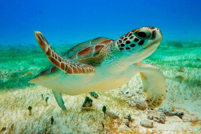 Unforgettable Snorkel Adventure in Cancun whit Transpotations - In-Depth Breakdown of the Itinerary