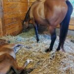 Unique Horse Farm Tours with Insider Access to Private Farms - Key Points
