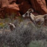 Valley of Fire Guided Hiking Tour and Mojave Desert Adventure - Frequently Asked Questions