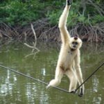 Vam Sat Mangrove Forest - VIP Private Tour from Ho Chi Minh City - The Sum Up