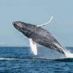 Vancouver, BC: Whale Watching Tour Small Zodiac with Guide - A Closer Look at the Vancouver Whale Watching Tour