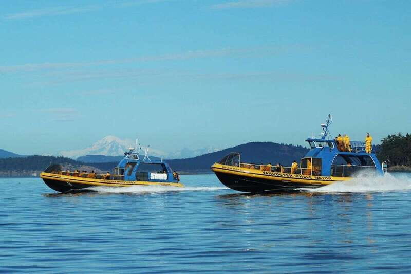 Vancouver, BC: Whale Watching Tour with Guide - Who Should Consider This Tour?