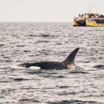 Vancouver: Covered Whale Watching Adventure with Free Photos - The Experience in Detail