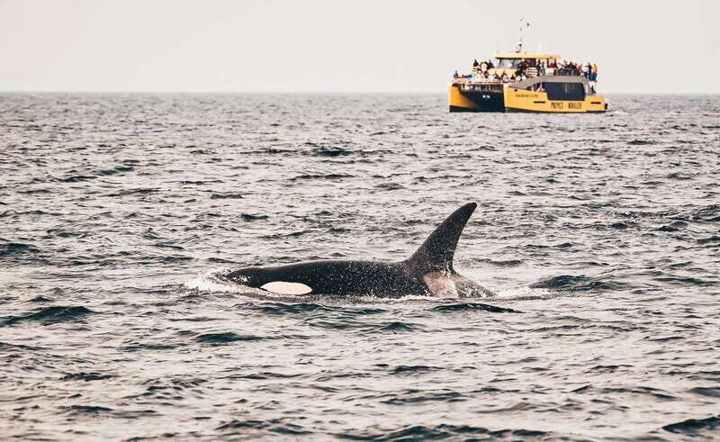 Vancouver: Covered Whale Watching Adventure with Free Photos