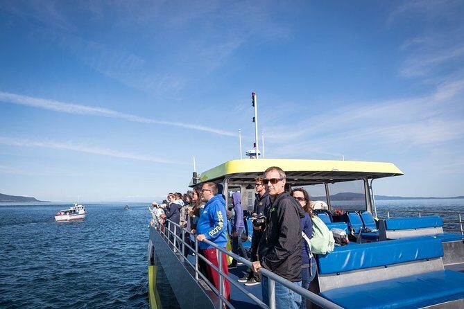 Vancouver Half-Day Whale Watching Adventure with Free Photos