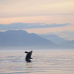 Vancouver Island: Cowichan Bay Sunset Whale Watching Tour - An In-Depth Look at the Cowichan Bay Sunset Whale Watching Tour