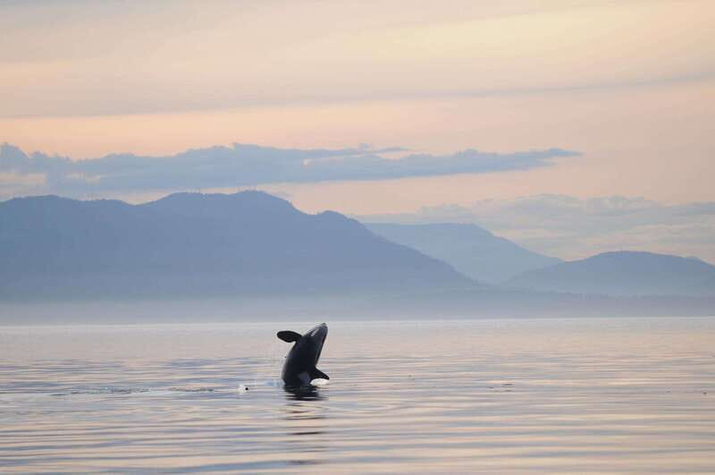 Vancouver Island: Cowichan Bay Sunset Whale Watching Tour - An In-Depth Look at the Cowichan Bay Sunset Whale Watching Tour