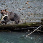 Vancouver Island: Full-Day Grizzly Bear Tour at Toba Inlet - Why This Tour Represents Good Value