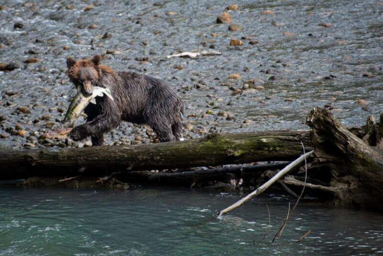 Vancouver Island: Full-Day Grizzly Bear Tour at Toba Inlet - Why This Tour Represents Good Value