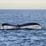 Vancouver Island: Whale Watching Tour - Who Should Consider This Tour?