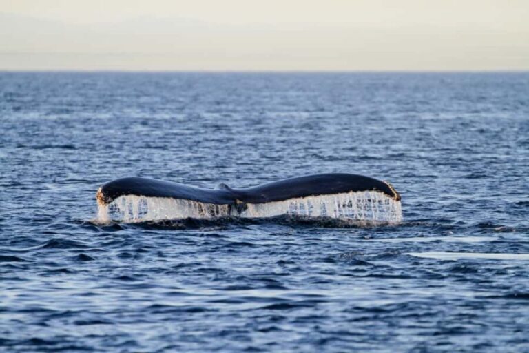 Vancouver Island: Whale Watching Tour - Who Should Consider This Tour?