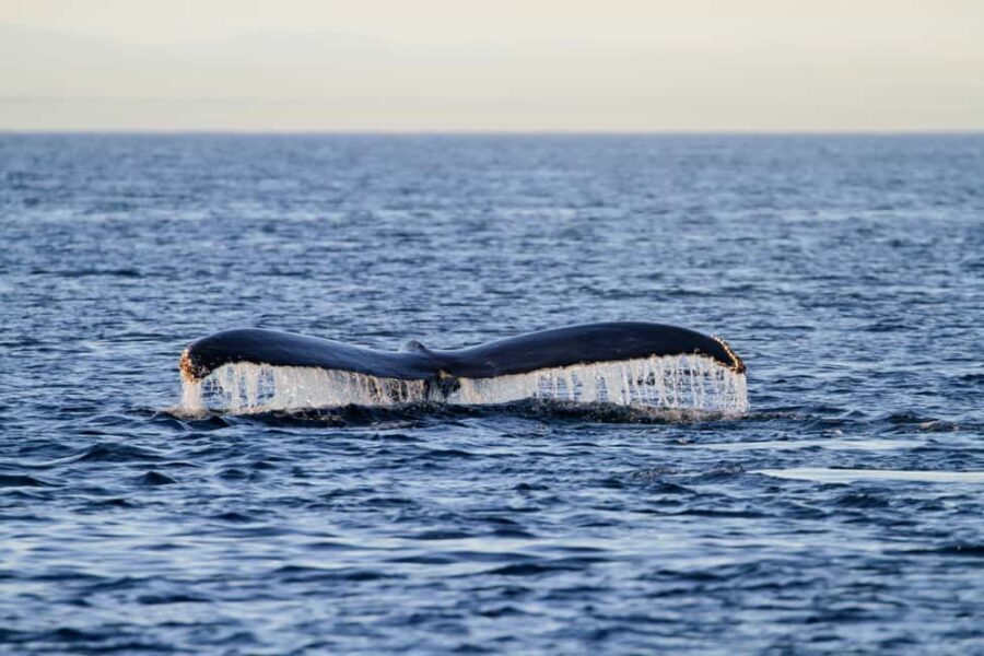 Vancouver Island: Whale Watching Tour - Who Should Consider This Tour?