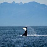 Vancouver Sailing Tour - Learn the Ropes - Who Should Consider This Sailing Tour?