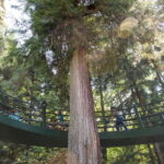 Vancouver: Stanley Park Bicycle Tour - Why This Bike Tour Offers Real Value