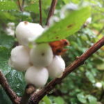 Vancouver: Stanley Park Talking Trees Tour - A Closer Look at the Tour Experience