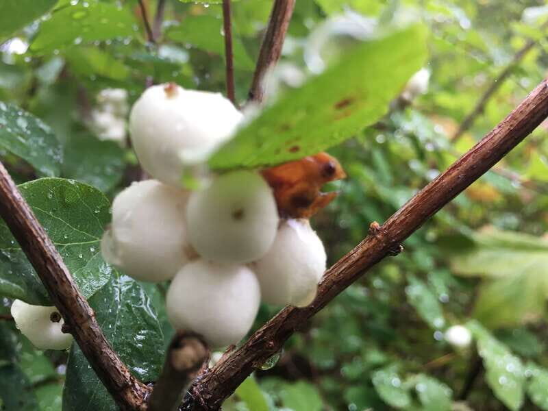 Vancouver: Stanley Park Talking Trees Tour - A Closer Look at the Tour Experience
