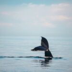 Vancouver Sunset Whale Watching Adventure with Free Photos - Itinerary Breakdown: What You Can Expect