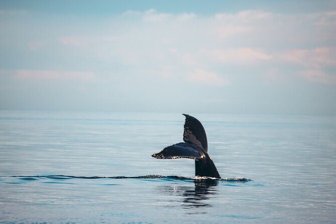 Vancouver Sunset Whale Watching Adventure with Free Photos - Itinerary Breakdown: What You Can Expect