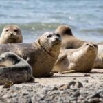 Vancouver UNESCO Biosphere Reserve Wildlife Scenic Boat Tour - Frequently Asked Questions