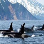 Vancouver Whale Watching Adventure with City tour - The Experience: What to Expect