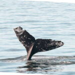 Vancouver Whale Watching Safari - The Overall Value: An Authentic Pacific Coast Experience