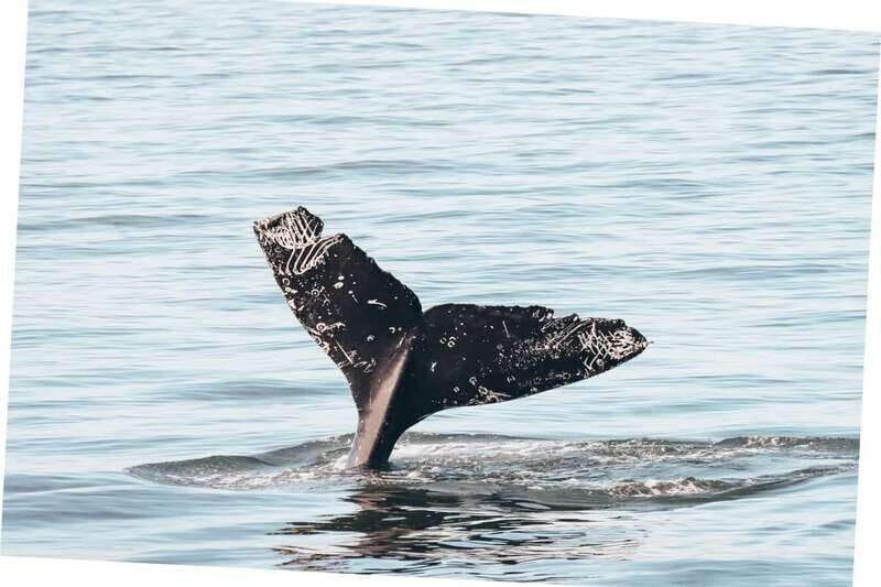 Vancouver Whale Watching Safari - The Overall Value: An Authentic Pacific Coast Experience