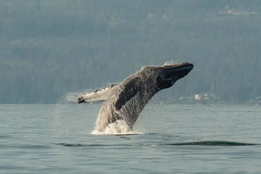 Vancouver: Zodiac Whale Watching Tour from Granville Island - FAQs