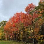Vermont Wayfinders Fall Foliage Private Tour - Final Thoughts